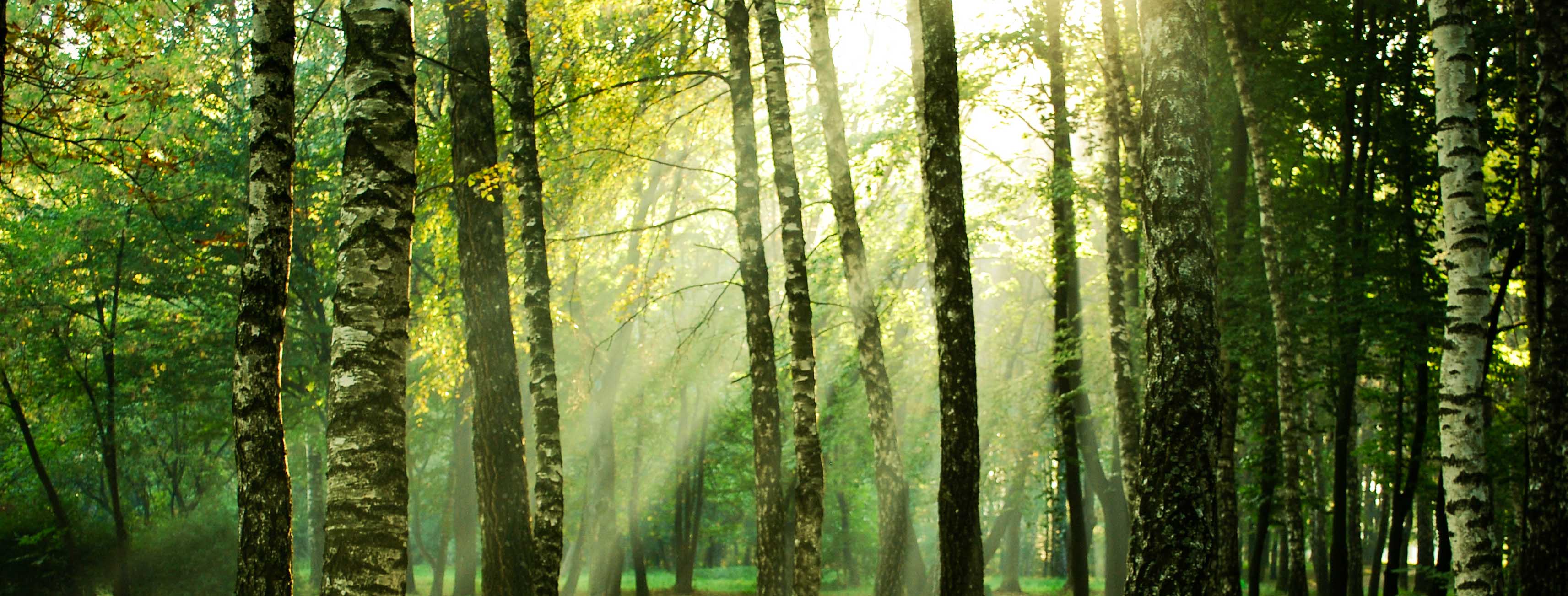 trees